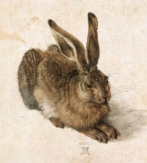 No, Rabbit cover